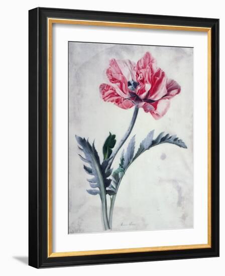 Flower Pieces, Oriental Poppy-Marie-Anne-Framed Giclee Print