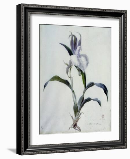 Flower Pieces-Marie-Anne-Framed Giclee Print