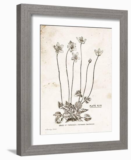 Flower Plate I-Gwendolyn Babbitt-Framed Art Print