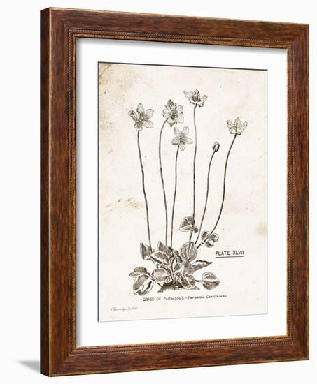 Flower Plate I-Gwendolyn Babbitt-Framed Art Print