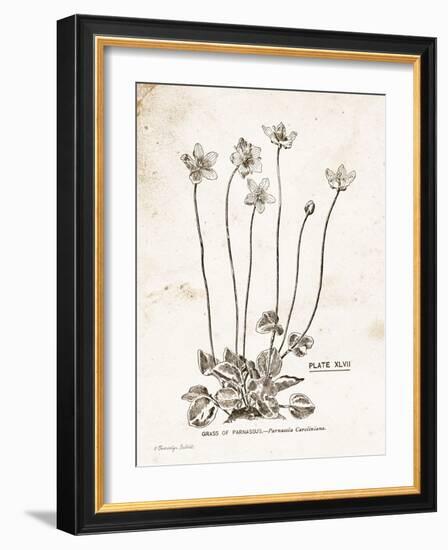 Flower Plate I-Gwendolyn Babbitt-Framed Art Print