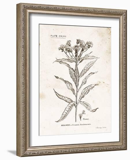 Flower Plate III-Gwendolyn Babbitt-Framed Art Print