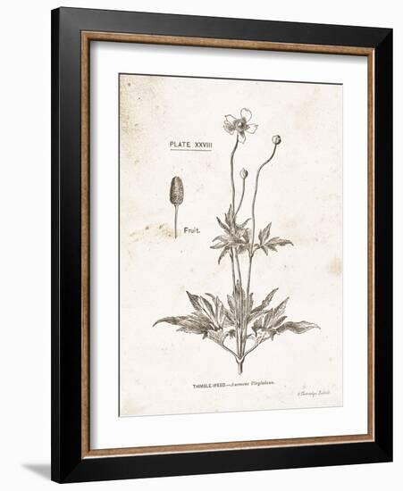 Flower Plate IV-Gwendolyn Babbitt-Framed Art Print