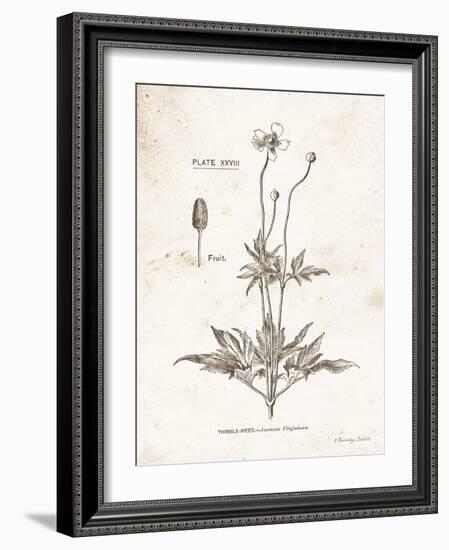 Flower Plate IV-Gwendolyn Babbitt-Framed Art Print