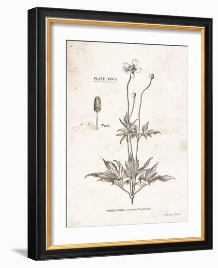 Flower Plate IV-Gwendolyn Babbitt-Framed Art Print