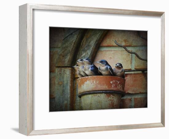 Flower Pot Swallows-Jai Johnson-Framed Giclee Print