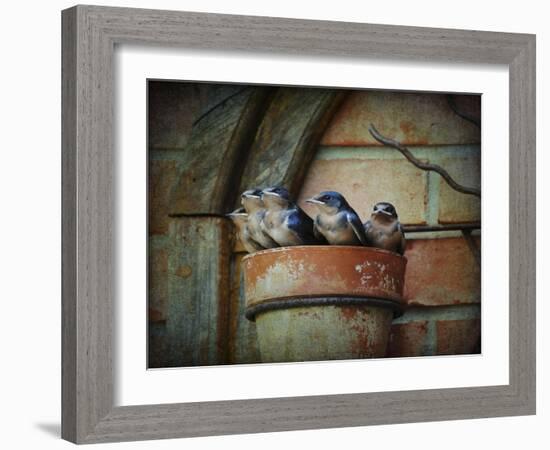 Flower Pot Swallows-Jai Johnson-Framed Giclee Print