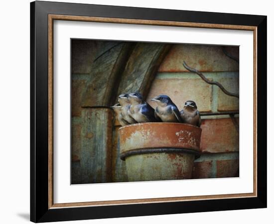 Flower Pot Swallows-Jai Johnson-Framed Giclee Print