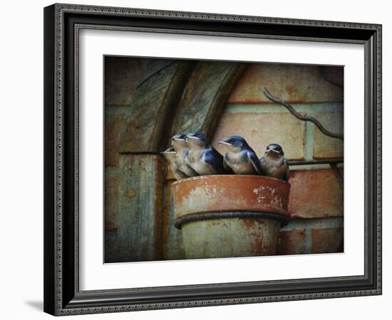 Flower Pot Swallows-Jai Johnson-Framed Giclee Print