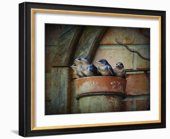 Flower Pot Swallows-Jai Johnson-Framed Giclee Print