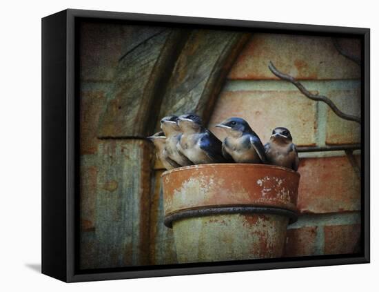 Flower Pot Swallows-Jai Johnson-Framed Premier Image Canvas