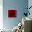 Flower Red Shade-Johan Lilja-Giclee Print displayed on a wall