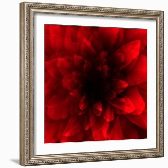 Flower Red Shade-Johan Lilja-Framed Giclee Print