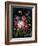 Flower Show II-Julia Purinton-Framed Art Print