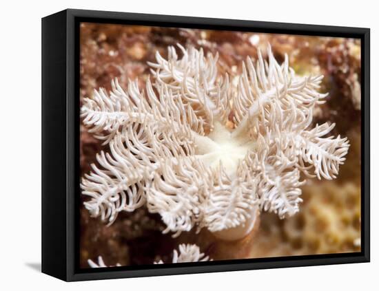 Flower Soft Coral (Clavularia Sp.), Sulawesi, Indonesia, Southeast Asia, Asia-Lisa Collins-Framed Premier Image Canvas