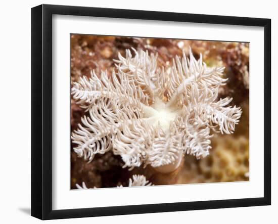 Flower Soft Coral (Clavularia Sp.), Sulawesi, Indonesia, Southeast Asia, Asia-Lisa Collins-Framed Photographic Print