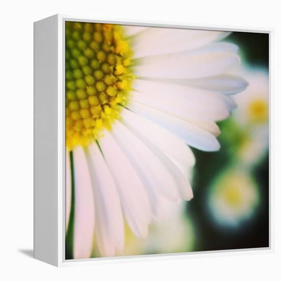 Flower Song-Vincent James-Framed Premier Image Canvas