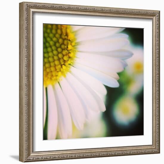 Flower Song-Vincent James-Framed Photographic Print