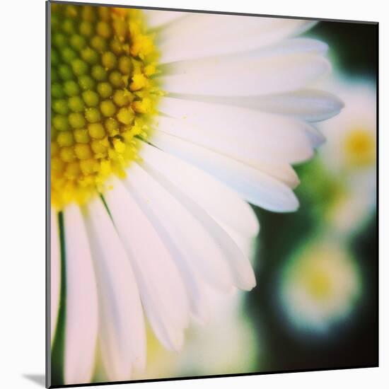 Flower Song-Vincent James-Mounted Photographic Print