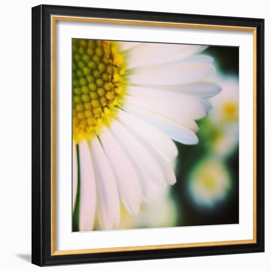 Flower Song-Vincent James-Framed Photographic Print