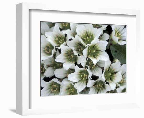 Flower, St. Paul Island, Alaska, USA-William Sutton-Framed Photographic Print