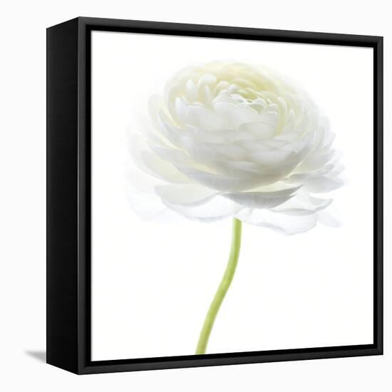 Flower still life with white background (ranunculus flower)-Savanah Plank-Framed Premier Image Canvas