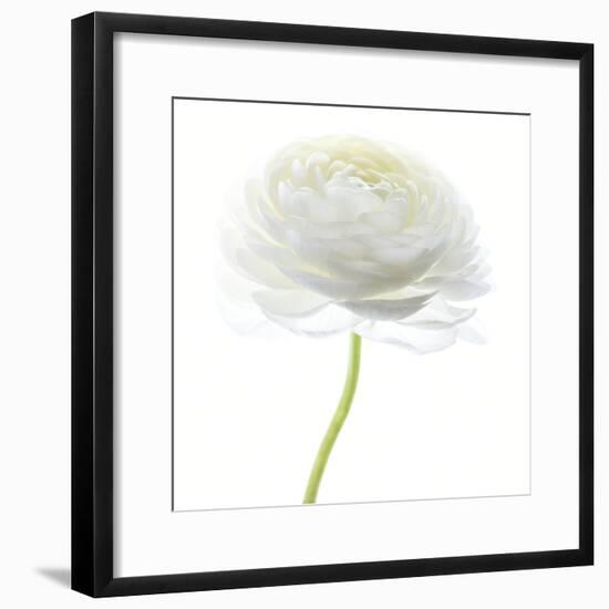 Flower still life with white background (ranunculus flower)-Savanah Plank-Framed Photographic Print