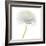 Flower still life with white background (ranunculus flower)-Savanah Plank-Framed Photographic Print