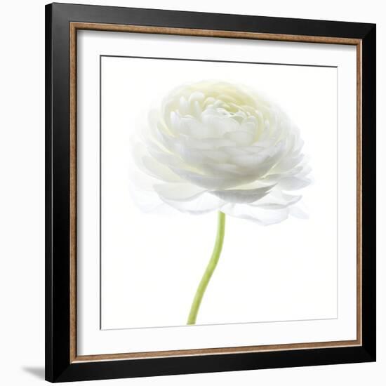 Flower still life with white background (ranunculus flower)-Savanah Plank-Framed Photographic Print