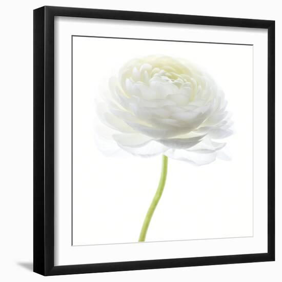 Flower still life with white background (ranunculus flower)-Savanah Plank-Framed Photographic Print
