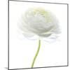 Flower still life with white background (ranunculus flower)-Savanah Plank-Mounted Photographic Print