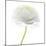 Flower still life with white background (ranunculus flower)-Savanah Plank-Mounted Photographic Print