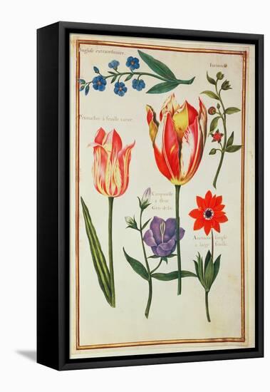 Flower Studies-Nicolas Robert-Framed Premier Image Canvas