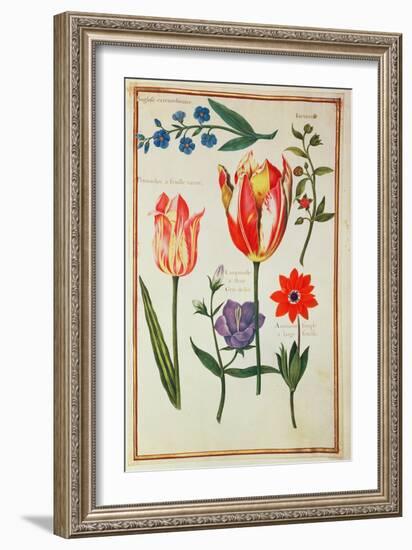 Flower Studies-Nicolas Robert-Framed Giclee Print