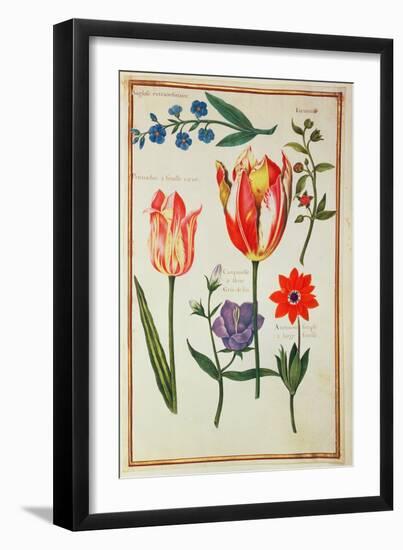 Flower Studies-Nicolas Robert-Framed Giclee Print