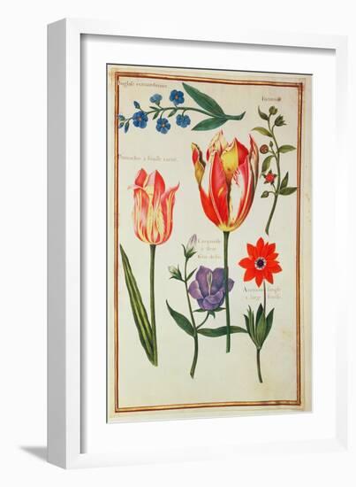 Flower Studies-Nicolas Robert-Framed Giclee Print