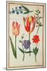 Flower Studies-Nicolas Robert-Mounted Giclee Print