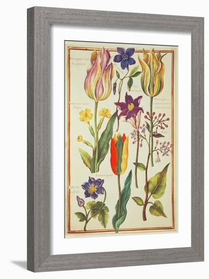 Flower Studies-Nicolas Robert-Framed Giclee Print