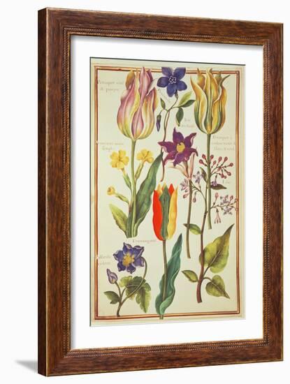 Flower Studies-Nicolas Robert-Framed Giclee Print