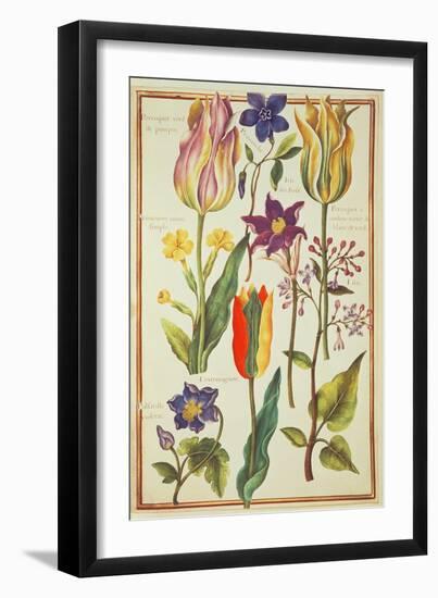 Flower Studies-Nicolas Robert-Framed Giclee Print