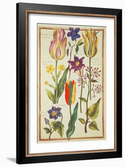 Flower Studies-Nicolas Robert-Framed Giclee Print
