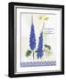 Flower Study on Lace VIII-Elissa Della-piana-Framed Art Print