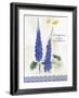 Flower Study on Lace VIII-Elissa Della-piana-Framed Art Print