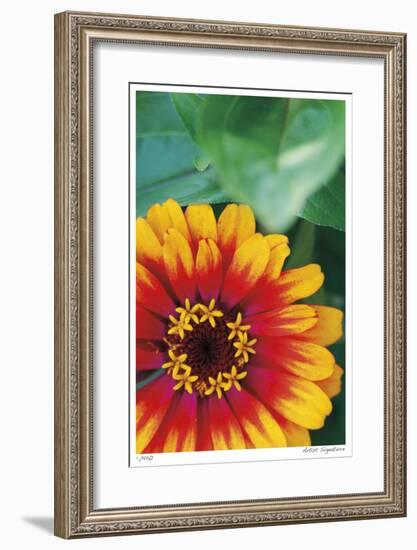 Flower Study-Stacy Bass-Framed Giclee Print