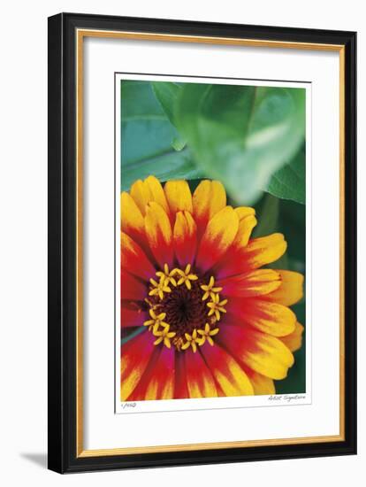 Flower Study-Stacy Bass-Framed Giclee Print