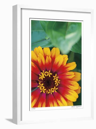 Flower Study-Stacy Bass-Framed Giclee Print