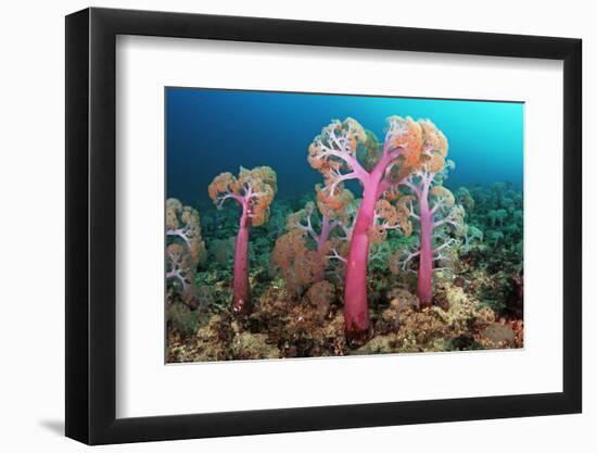 Flower tree soft corals, Triton Bay, near Kaimana, West Papua, Indonesia-Linda Pitkin-Framed Photographic Print