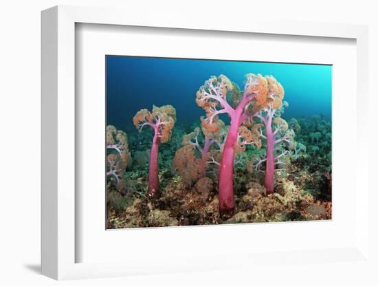 Flower tree soft corals, Triton Bay, near Kaimana, West Papua, Indonesia-Linda Pitkin-Framed Photographic Print