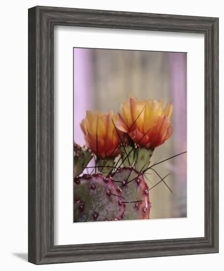 Flower, Tucson Botanical Gardens, Arizona, USA-Merrill Images-Framed Photographic Print