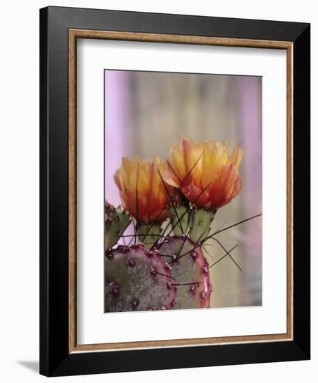 Flower, Tucson Botanical Gardens, Arizona, USA-Merrill Images-Framed Photographic Print